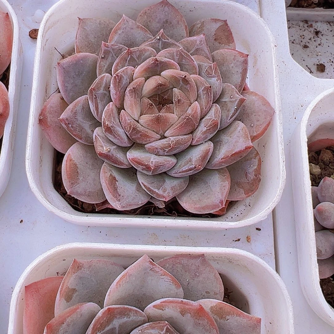 冰糖19包邮多肉植物
