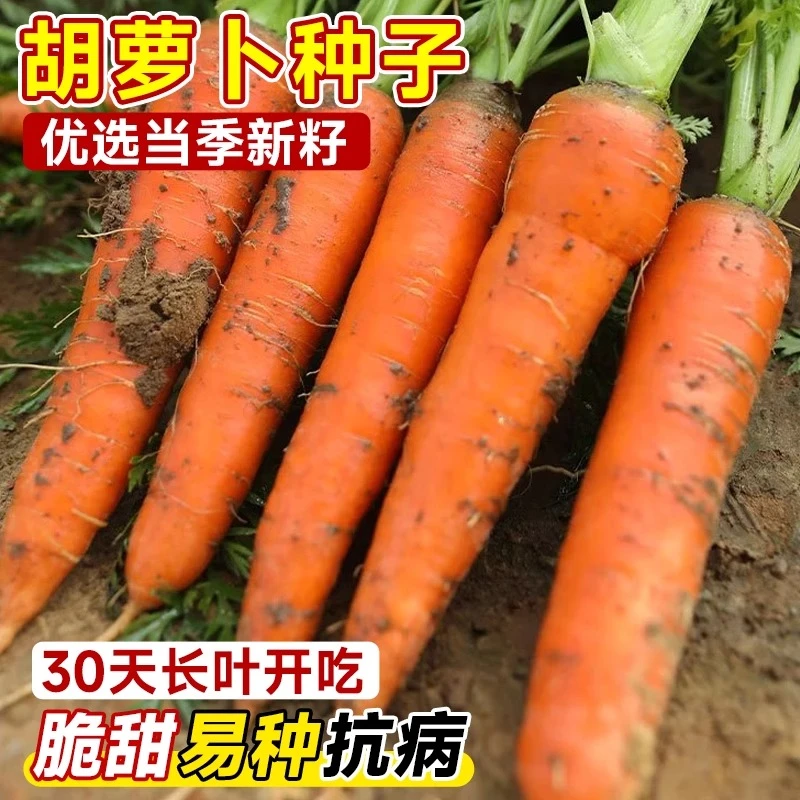 老品种胡萝卜种子新鲜农家红萝卜籽阳台盆栽播种生吃脆甜小胡萝卜