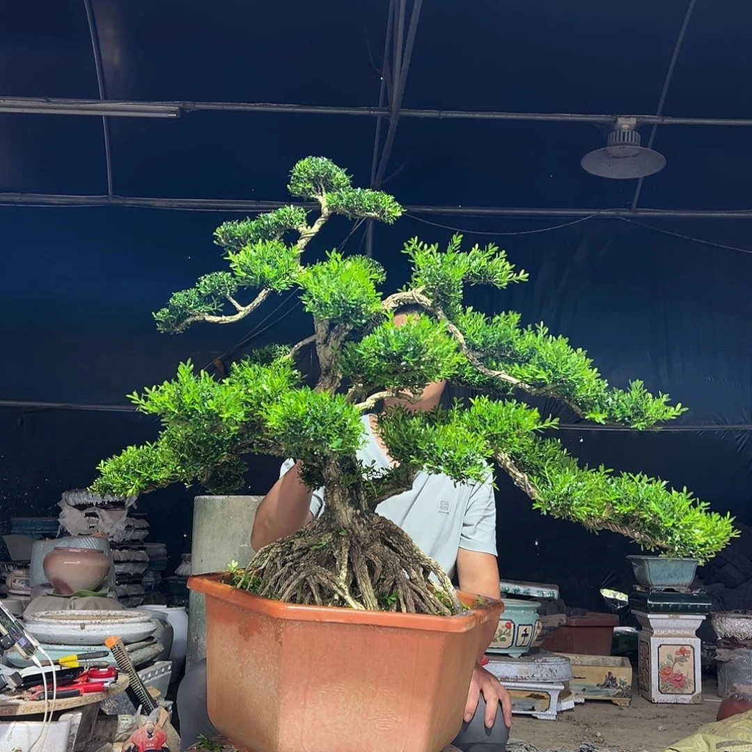 无花朵广东雀舌黄杨盆影