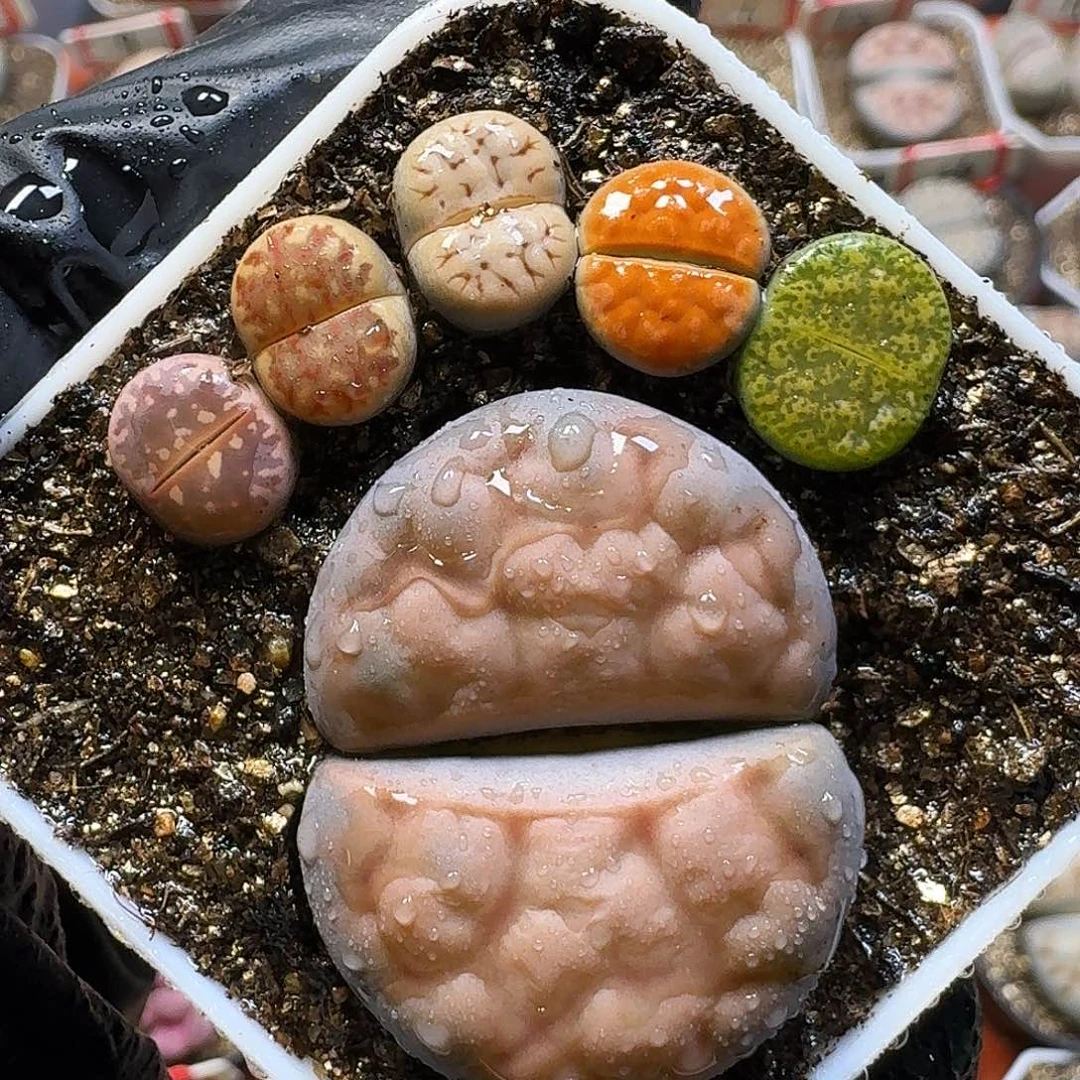生石花112112。   268