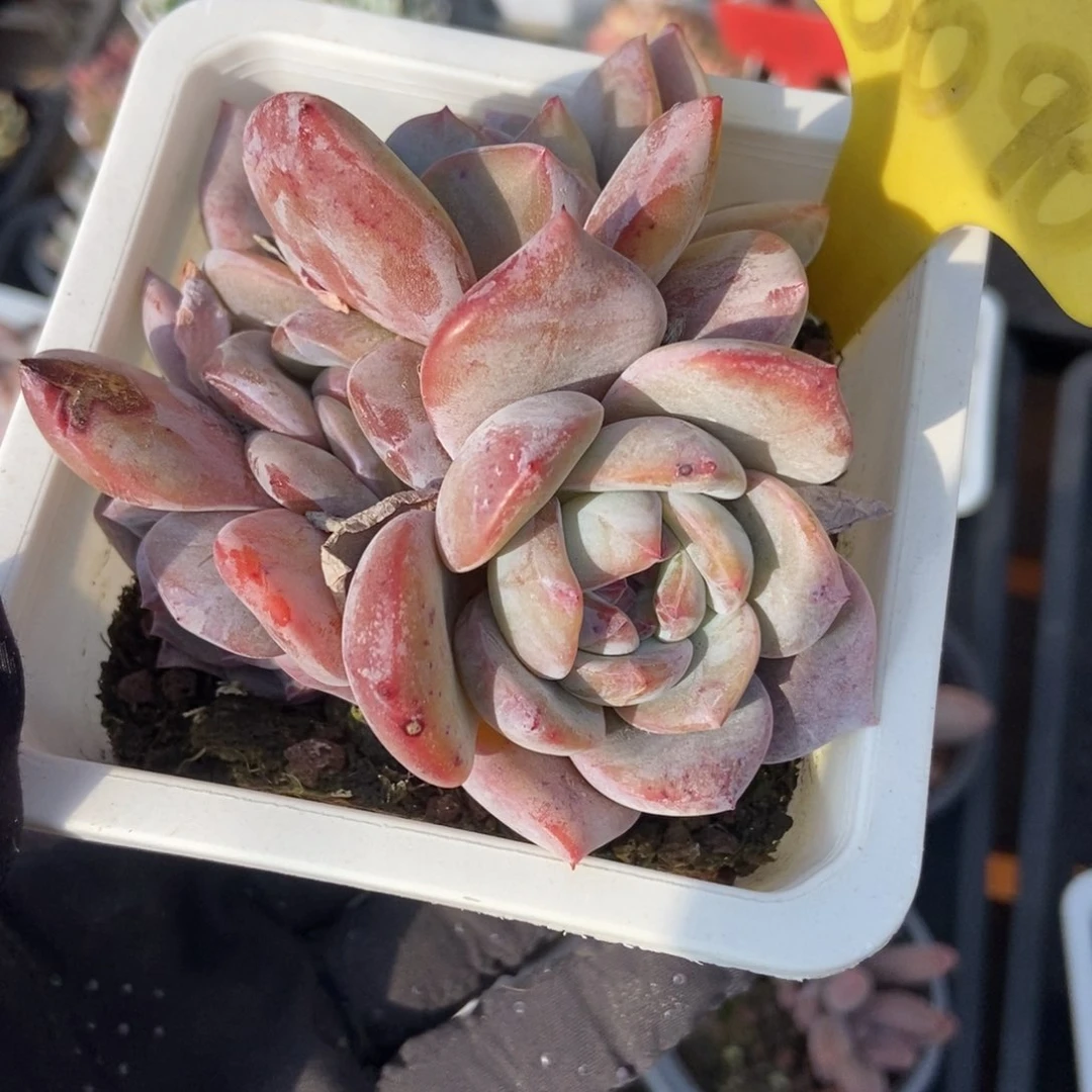 6090石榴籽多肉植物