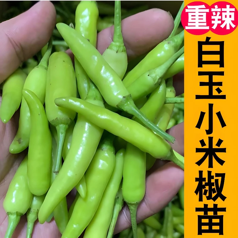 寿光优质高产白玉小米辣辣椒秧苗四季辣椒苗易活庭院种植阳台盆栽