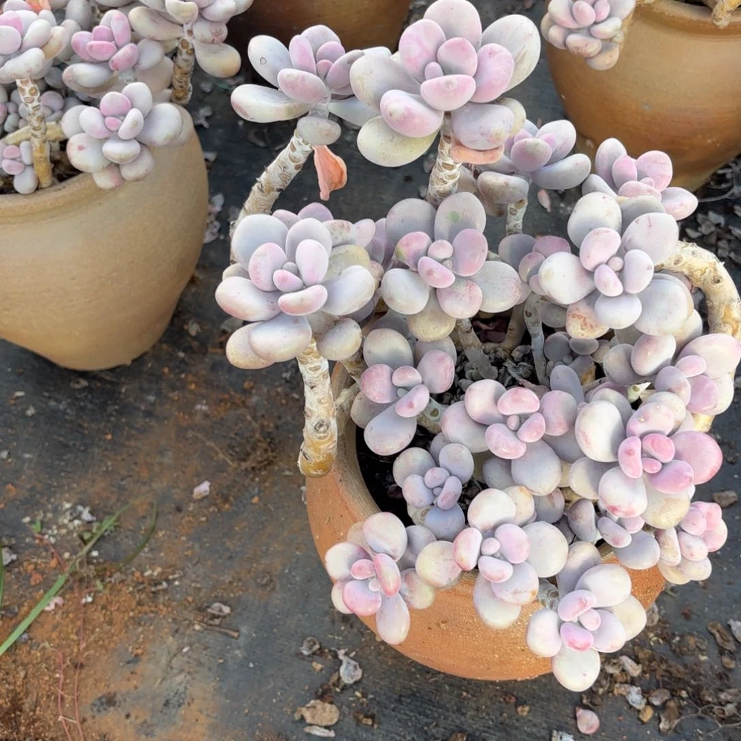 ?****31号老庄多肉植物