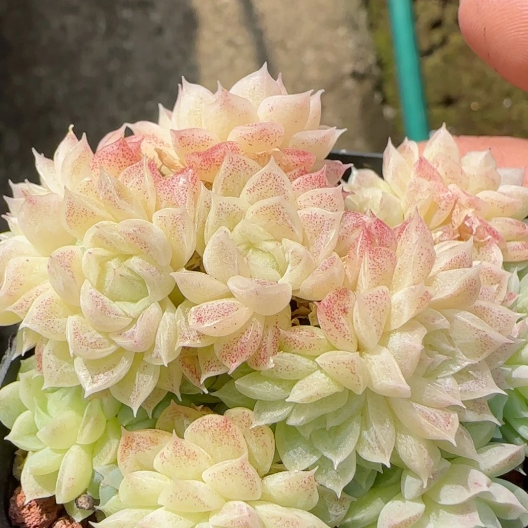 花语逸镜9117-132散