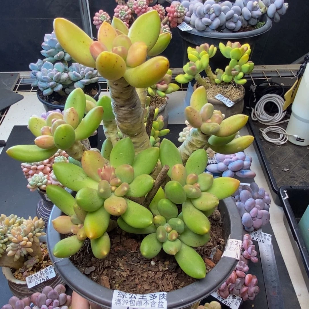 762芒果奶多肉17c m