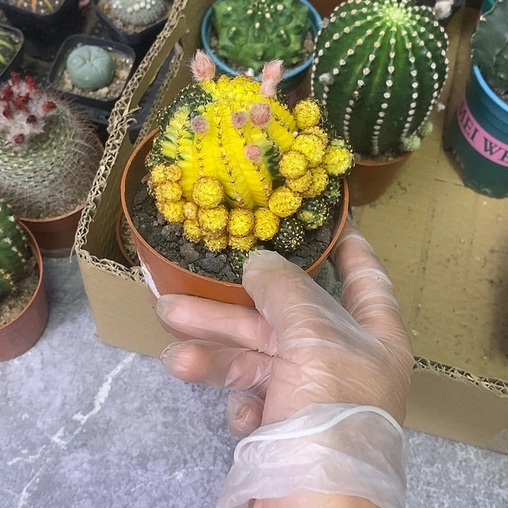 心*缘一物一拍一棵仙人球