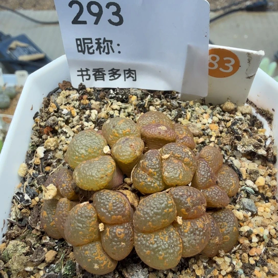 D***肉多肉植物多肉植物多肉植物