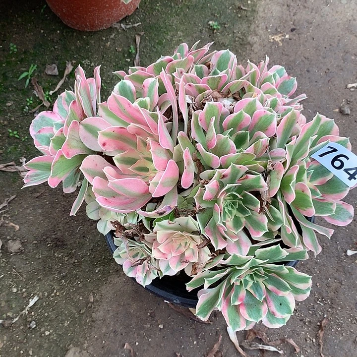 不周正叶罗刹764号