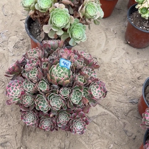 941多肉植物组合，