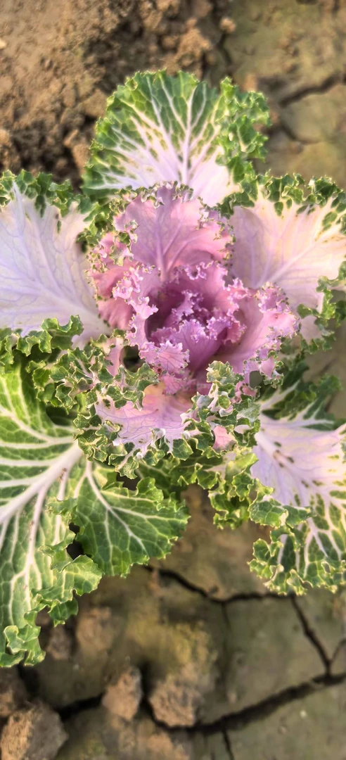 羽衣甘蓝盆栽小苗10颗，混色随机。菏泽发货，不能指定哈