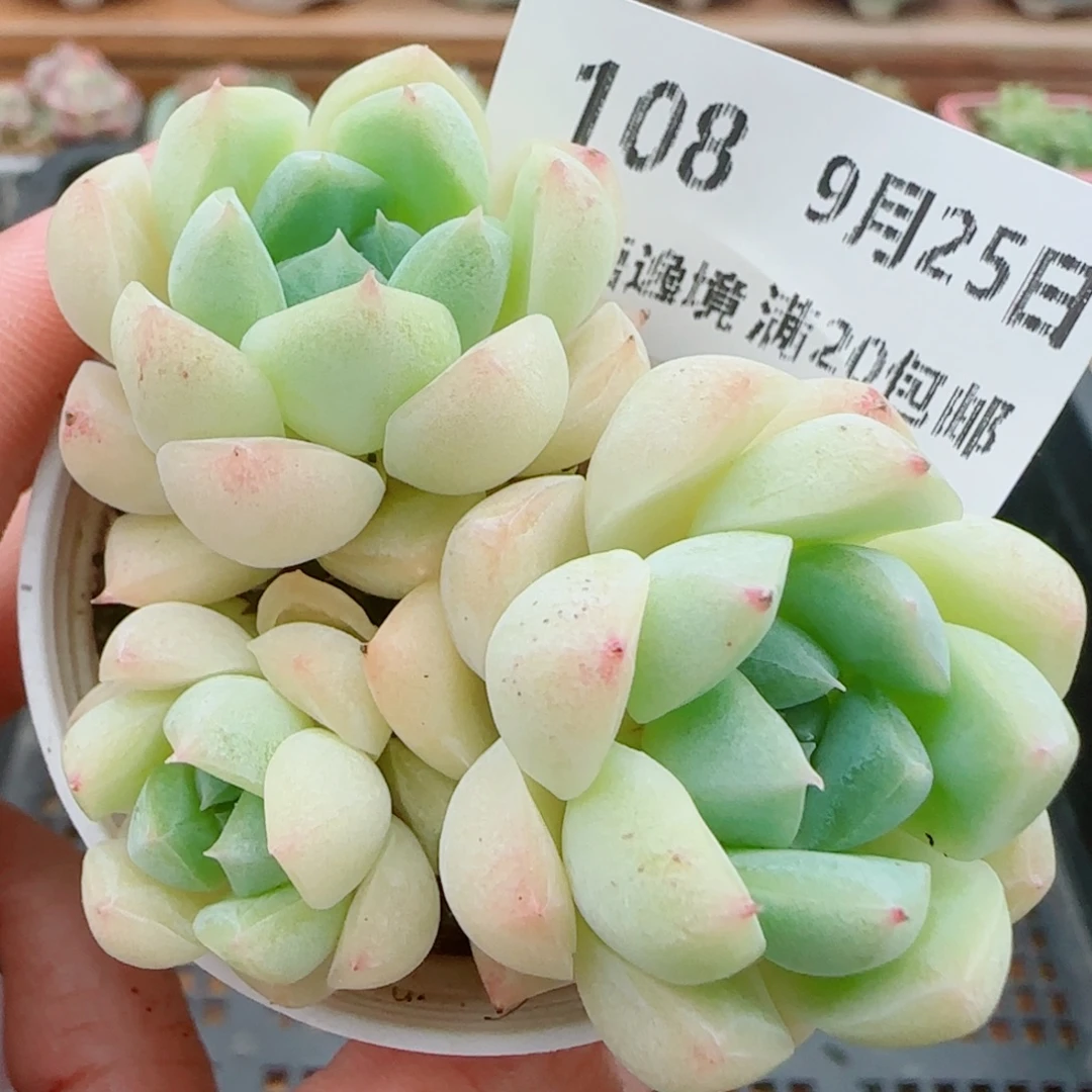 花语逸镜0925-108糖心