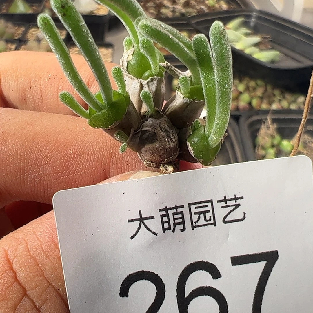 一物一拍脱土发。267