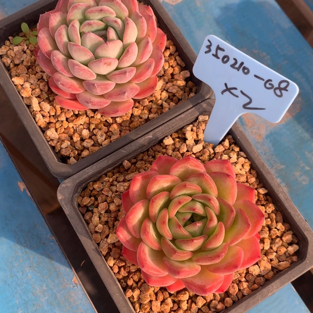 ?350210-08宝可梦2