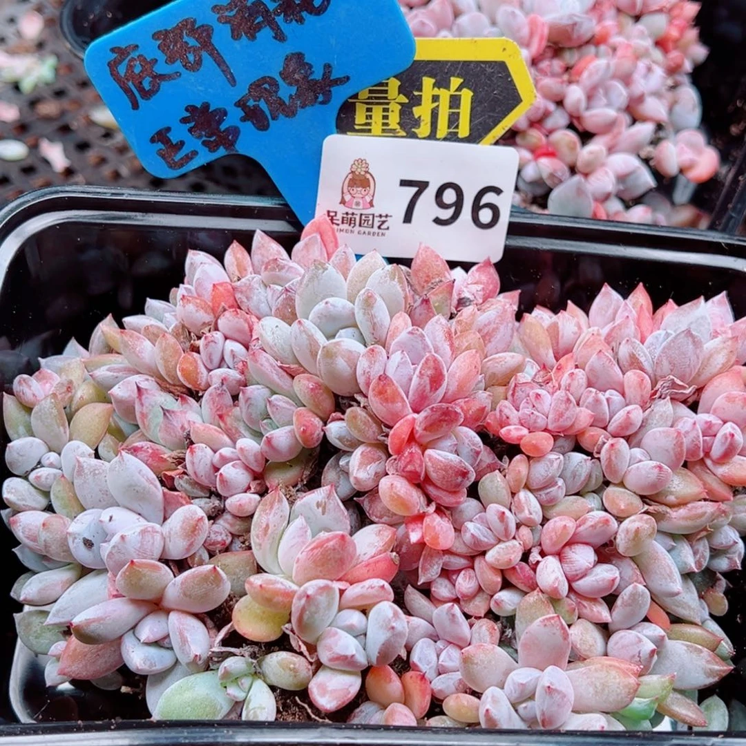 多肉植物多肉植物
