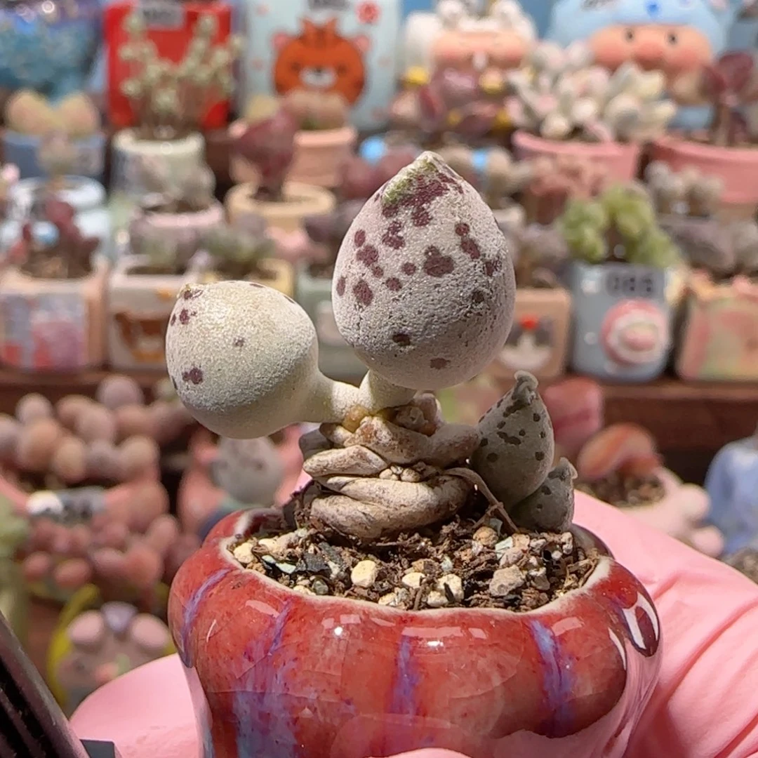 T粉海豹带侧芽盆口2.5cm