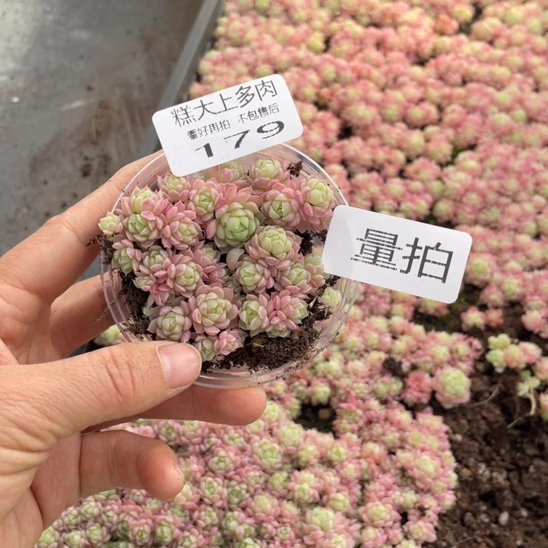 糕大上多肉植物179