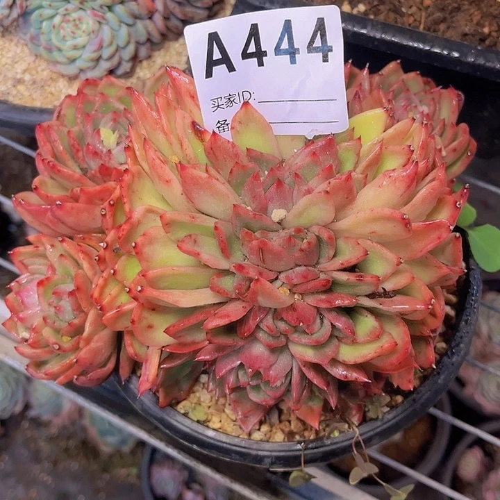 娇***妖一次偶然相遇也就错过444