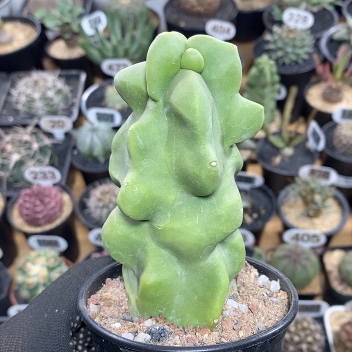 上帝阁195号6cm