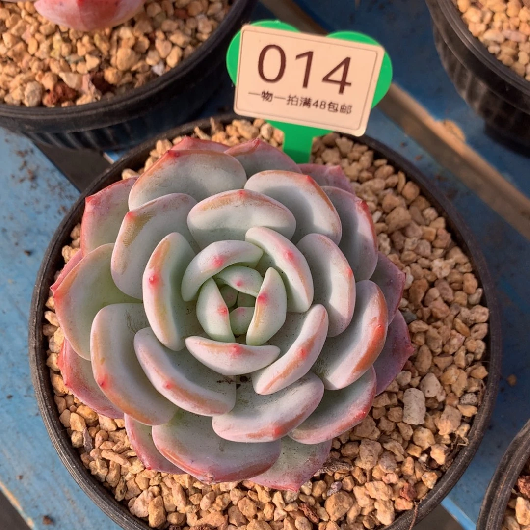 凤橙老桩单头一物一拍014