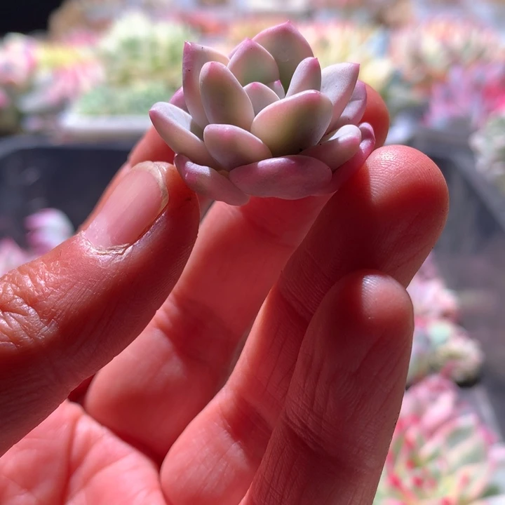 香水覆轮锦砍头无根