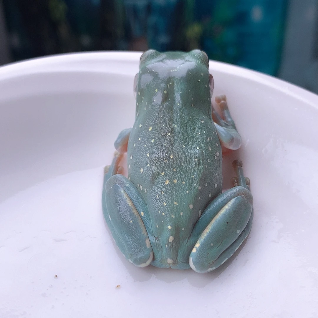 老爷树蛙浅色暴雪蝴蝶专拍