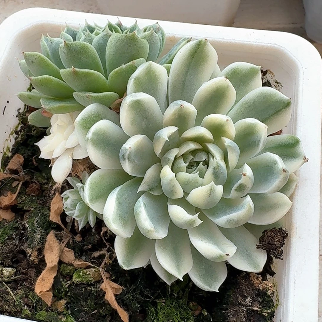 香草月影锦多肉植物