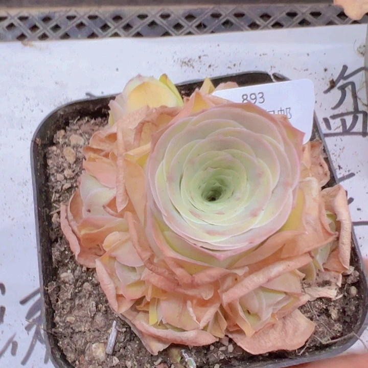 893 裸根不带土发货