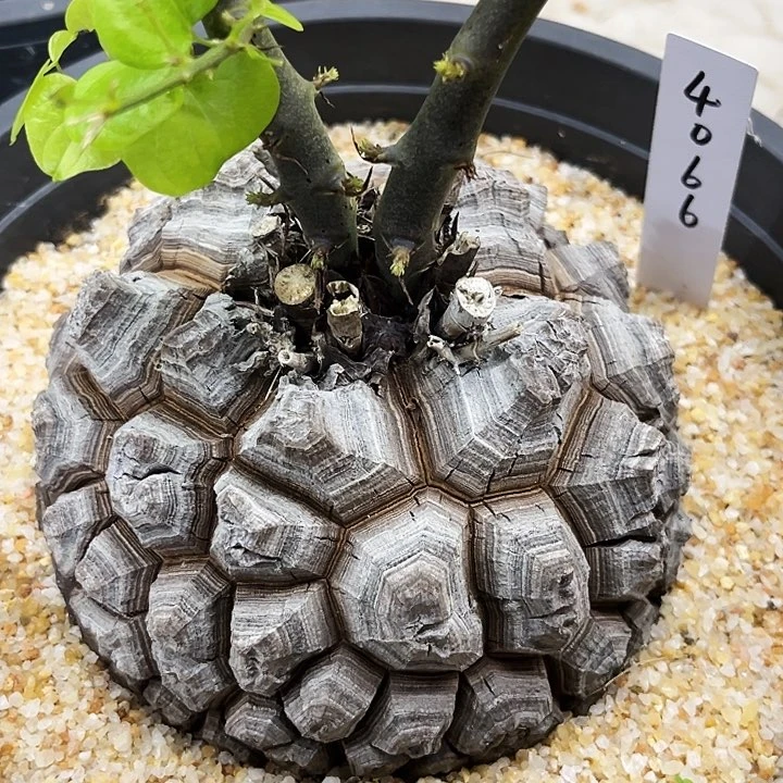 均甲大甲足球龟优选龟4066号