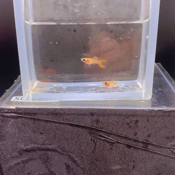 孔雀鱼孔雀鱼红宝石双剑玻璃猫一对
