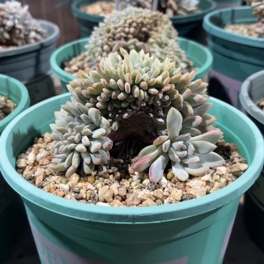 叶插橙梦露缀化，库存2000盆。