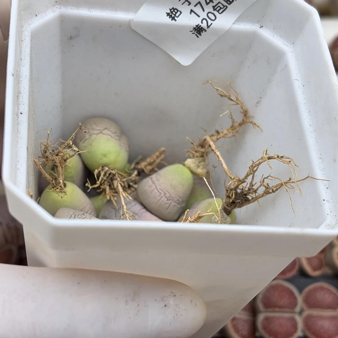 逛***琅1742号一首好看的菊