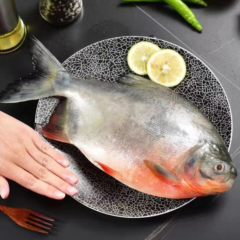 【淡水红鲳鱼】 速冻红鲳鱼  肉多刺少 大号红鲳鱼 到手五斤