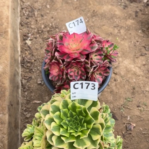 多肉植物金丝倾城