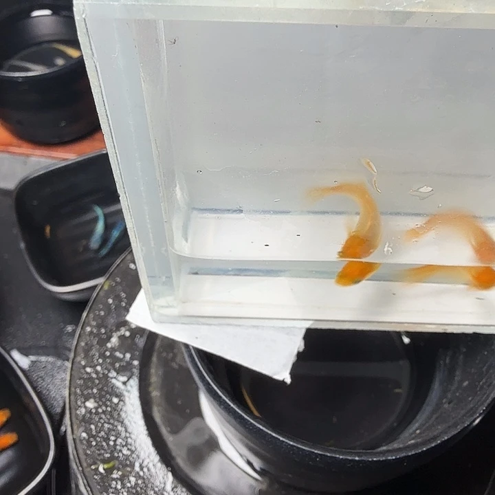青鳉鱼79号拍品贵妃蝶