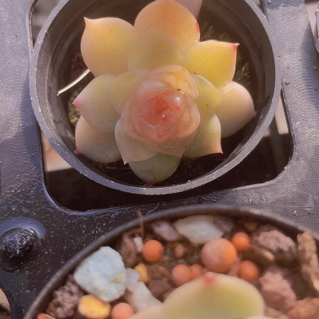 ?*墨冰魄溏心a065一物一拍