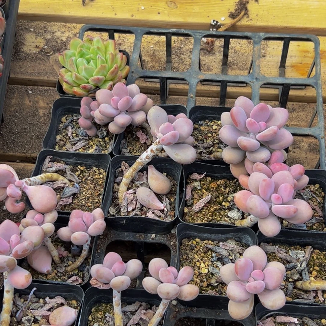 469多肉植物和植物在