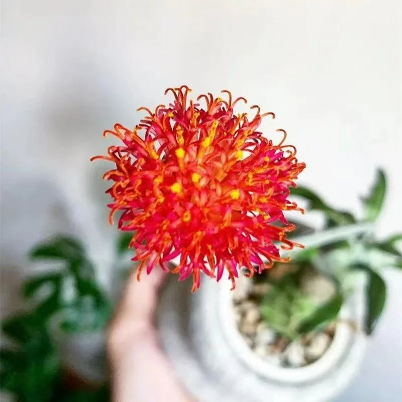 普西利菊多肉植物盆栽