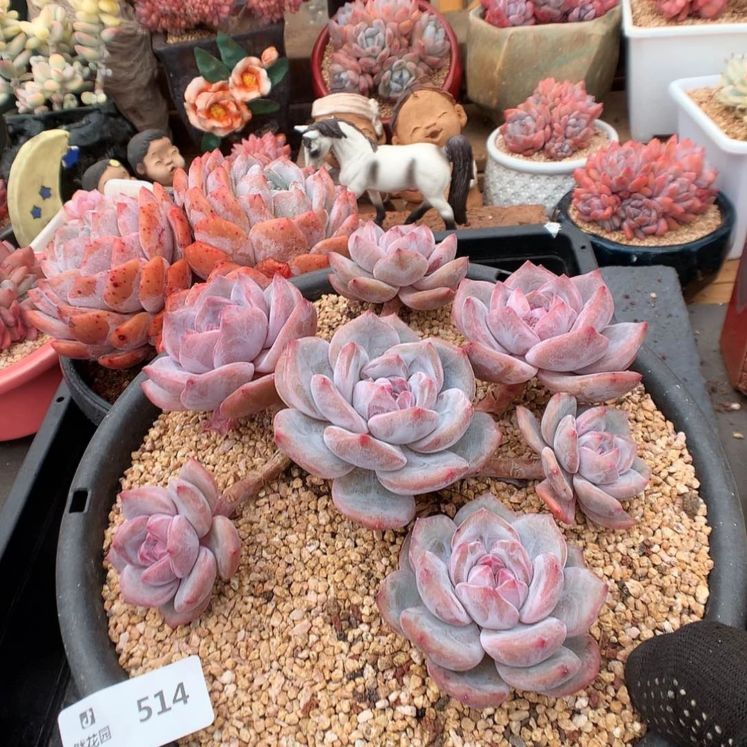 璐*头514星影多肉植物66666