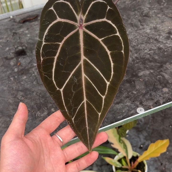 不开花植物ZaraX米歇尔