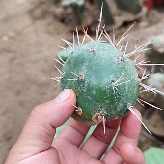进口硫磺仙人掌杰拉德