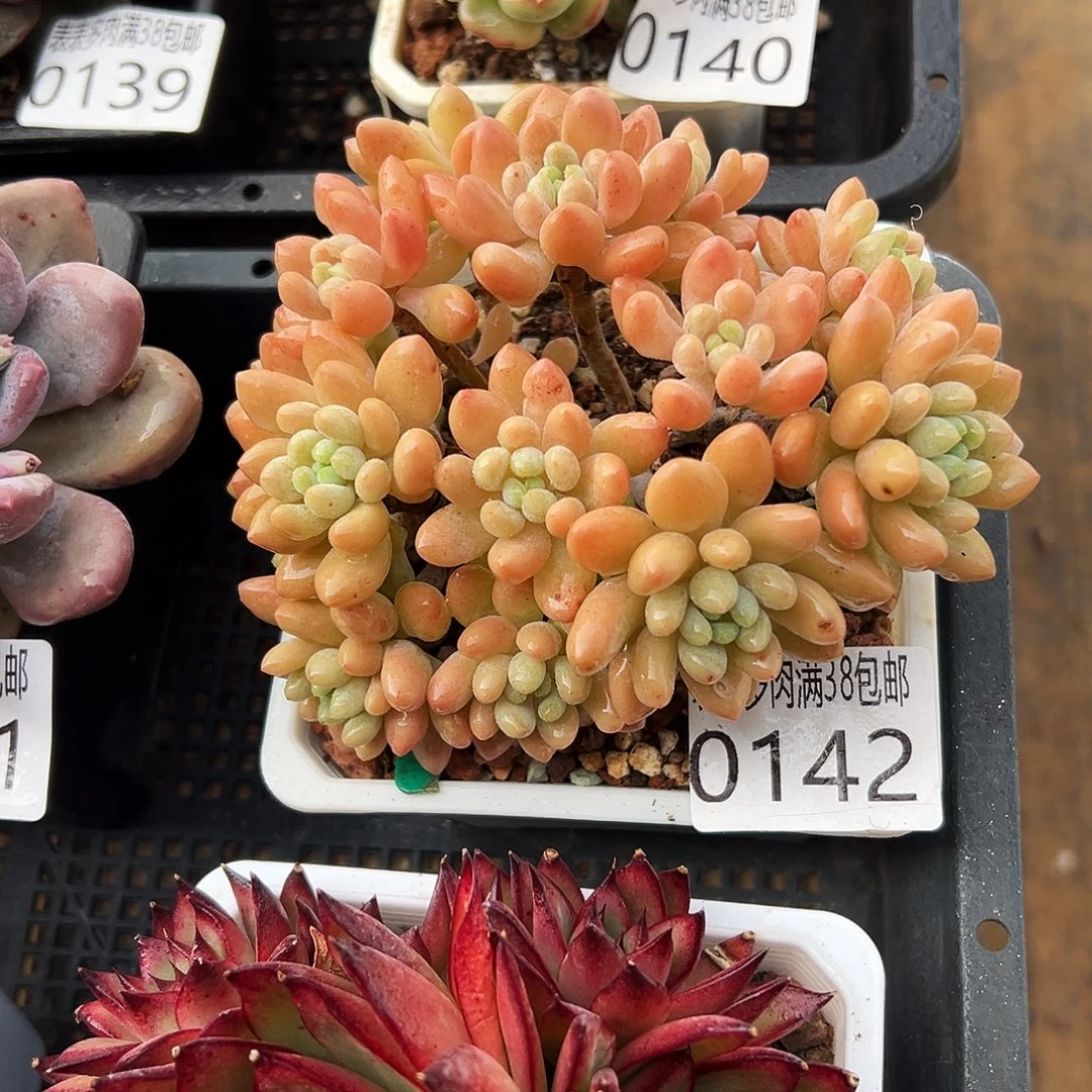 多肉一物一拍植物0142