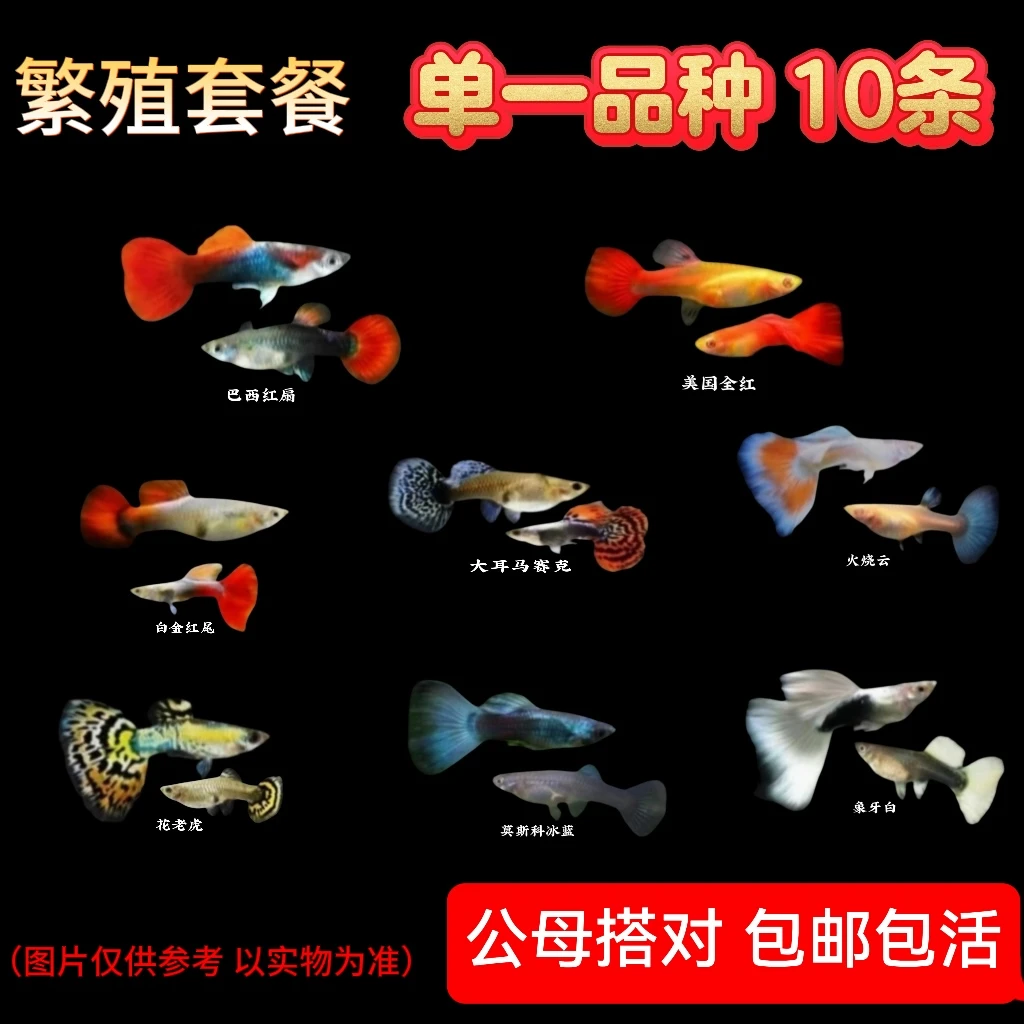 繁殖套餐 纯种孔雀鱼10条（公母搭对，专业繁殖 套餐）易养易繁殖