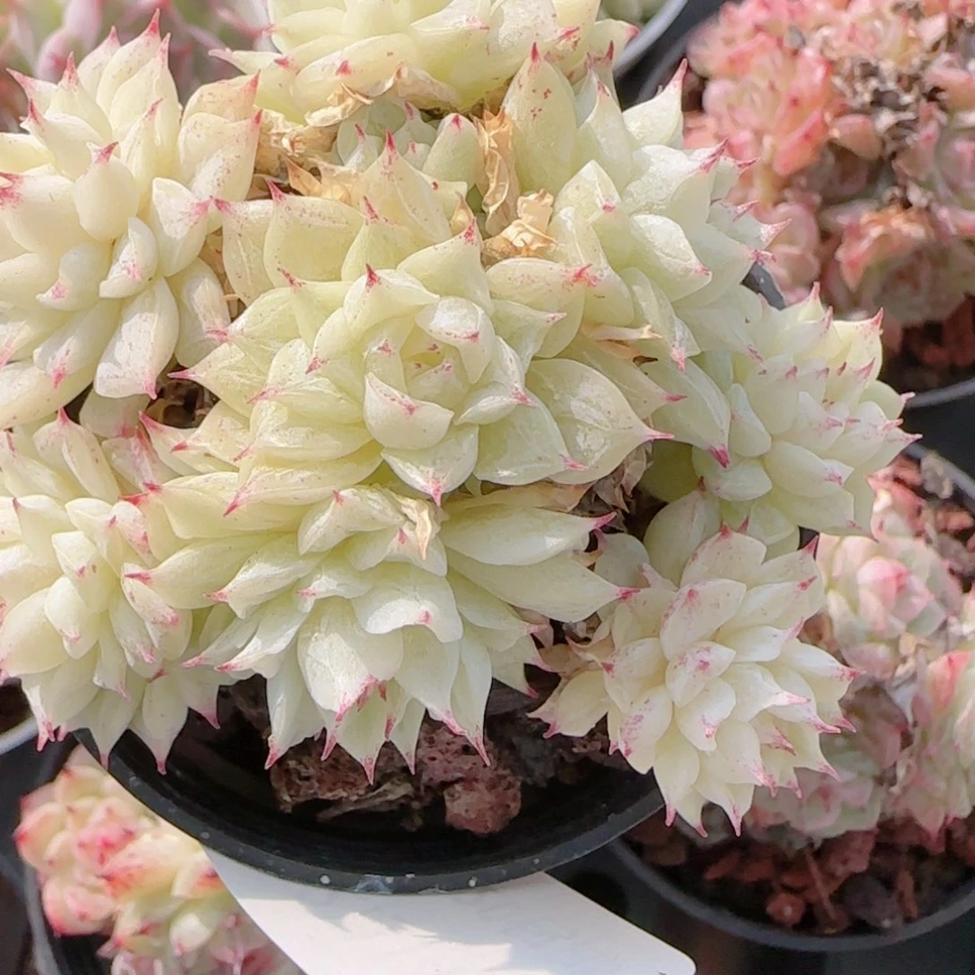 十***и花语多肉1214-237散