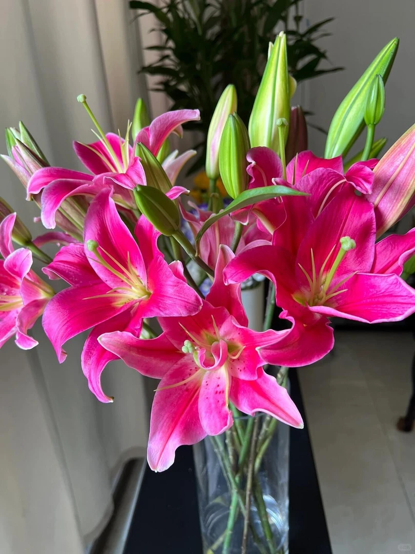 【红色香水百合】鲜花 鲜切花 百合 云南基地直发