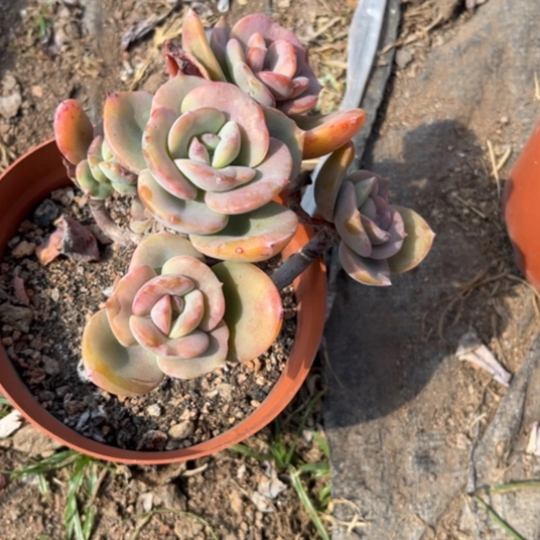 【闪购商品】指***莫白凤