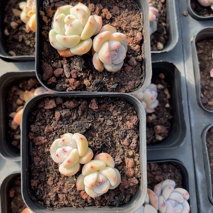 ⭐️***洛洛专拍星影双头2颗20包邮