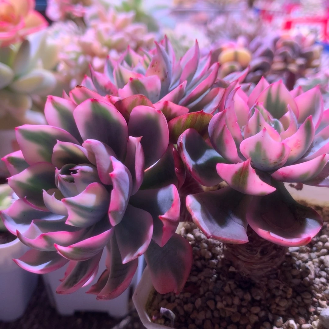 阿美星造型老桩群生有根
