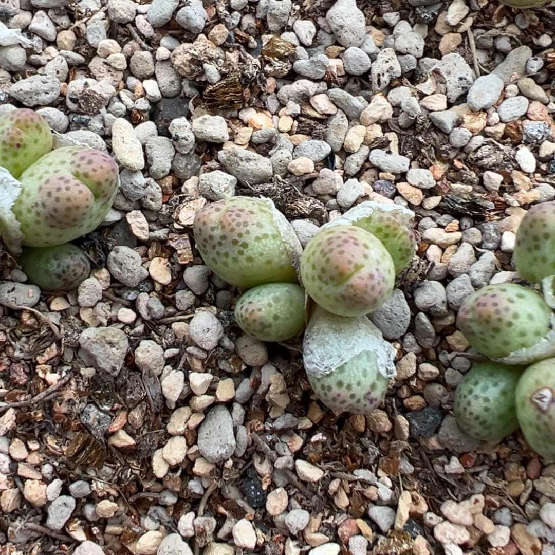 蟠桃斑马 多肉植物