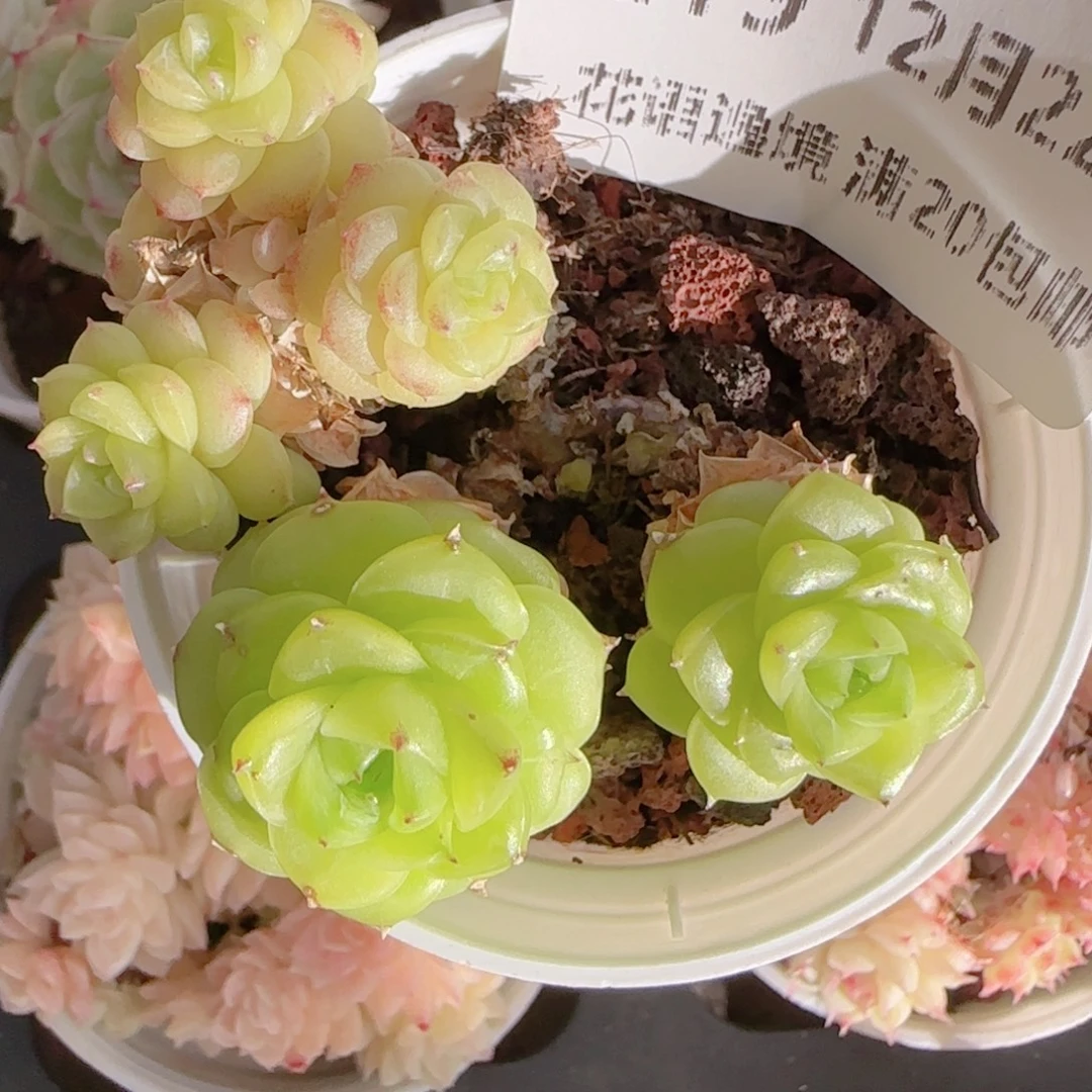 浅***笑花语多肉1222-219