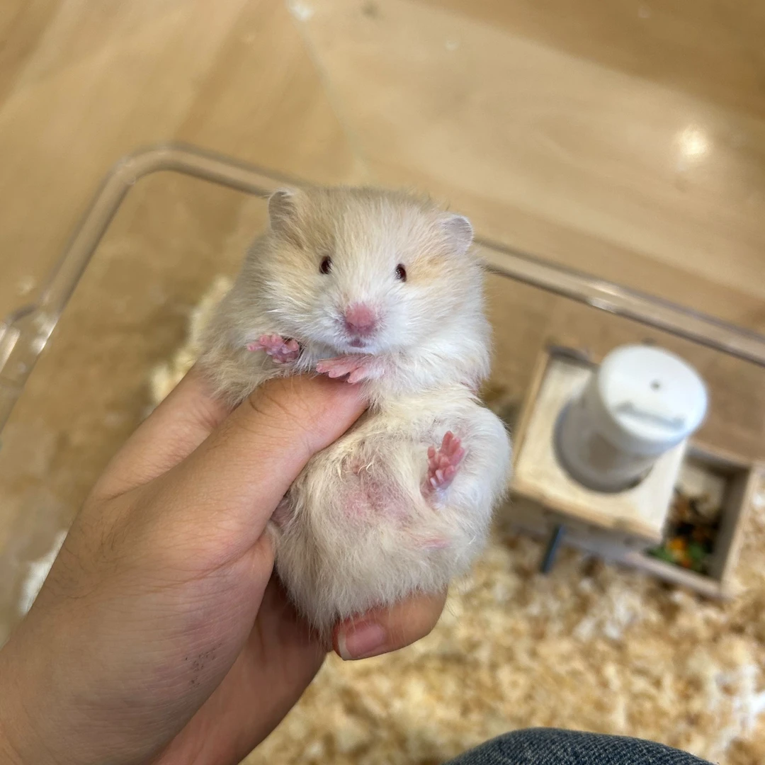 (妹妹)波利纹金丝熊精品大体直毛卷毛